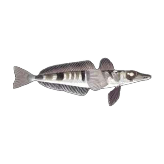 Mackerel icefish